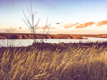 Plants growing on land against sky