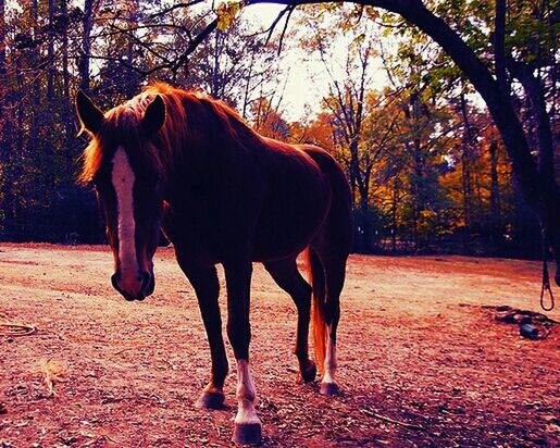 horse, animal themes, domestic animals, mammal, working animal, tree, livestock, full length, one animal, standing, walking, herbivorous, shadow, sunlight, two animals, side view, on the move, rear view, outdoors, day