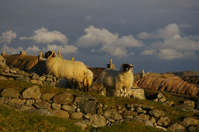 Sheep on rocks against sky