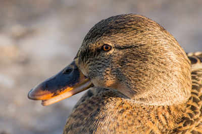 Female mallard or wild duck, anas platyrhynchos. close-up