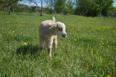 White dog running on grassy field