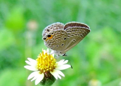 Close-up of butterfly pollinating on flower