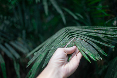 Close-up of hand holding leaves of plant