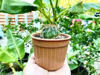 Close-up of hand holding potted plant