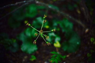 Close-up of plant