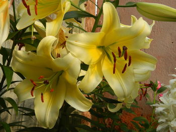 Close-up of yellow flowers