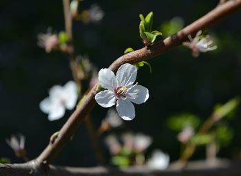 Close-up of white cherry blossom tree