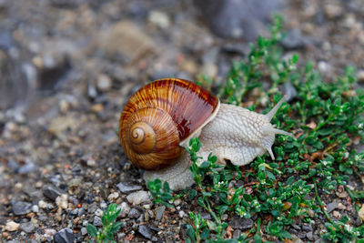 Close-up of snail on land