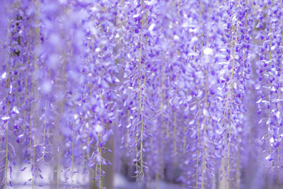 Close-up of purple flowering plants