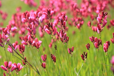 Close-up of pink flowers blooming outdoors