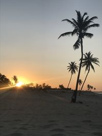 Silhouette palm trees on beach against sky during sunset