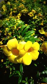 Close-up of yellow flowers blooming outdoors