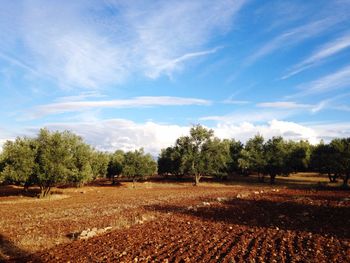 Trees on field against cloudy sky