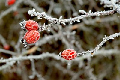 Close-up of frozen red berries on tree