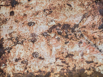 Full frame shot of tree trunk
