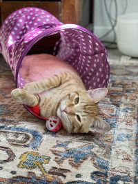 Close-up of a cat sleeping on floor