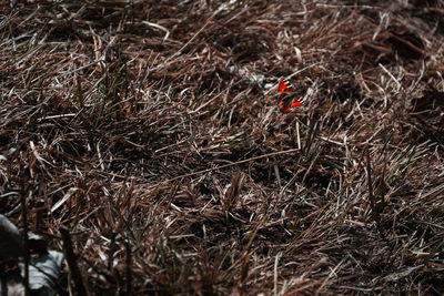 High angle view of bird on land