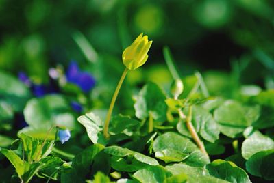 Close-up of yellow flower