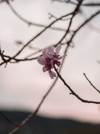 Close-up of cherry blossoms on branch