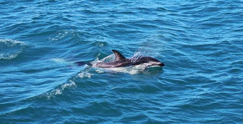 View of single dolphin swimming in sea