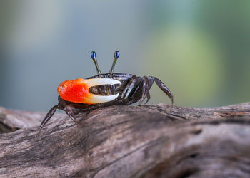 Close-up of insect on wood