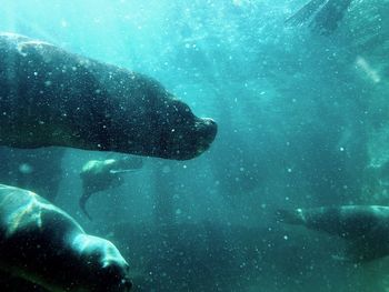 Side view of sea lion underwater