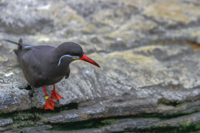 High angle view of inca tern perching on rock