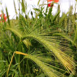 Close-up of fresh green grass