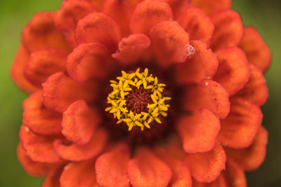 Close-up of marigold