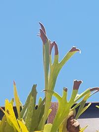 Close-up of plant against blue sky