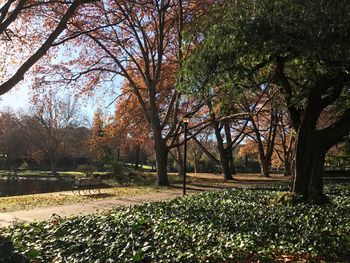 Trees on field against sky during autumn