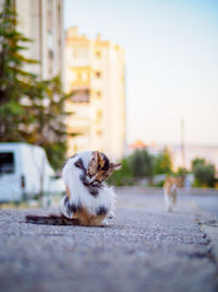 Small dog on road in city