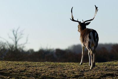 Deer standing on field