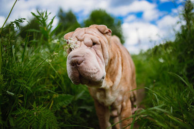 Close-up of a dog on field