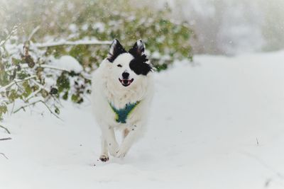 Dog running on snow covered land