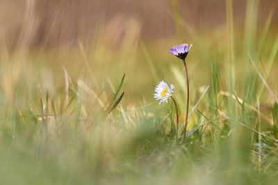 Close-up of purple flowering plant on land