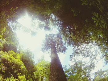 Low angle view of trees