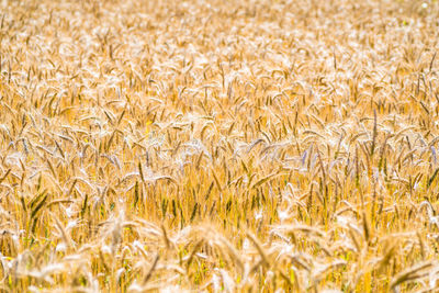 Full frame shot of wheat field