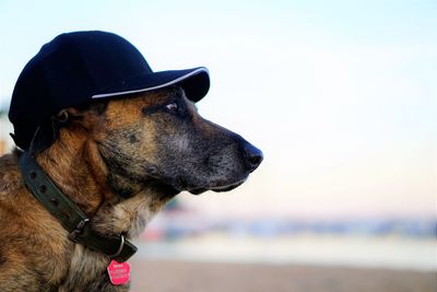 Close-up of dog on beach against sky