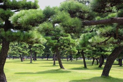 Trees on green landscape