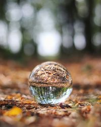Close-up of crystal ball in forest