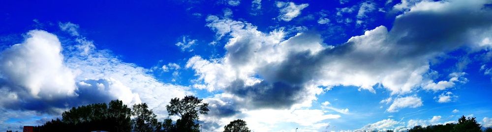 Low angle view of trees against blue sky