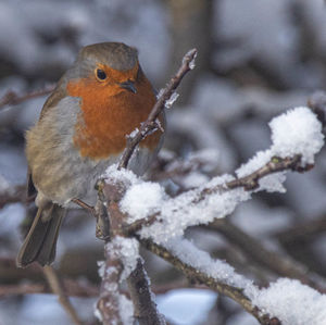 Close-up of bird perching on snow