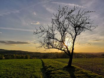 Bare tree on field against sky during sunset