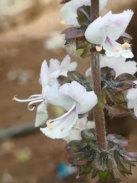 Close-up of white flowering plant