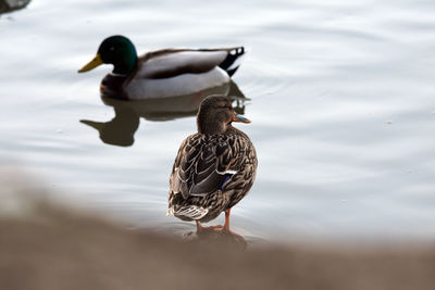 Birds swimming in lake