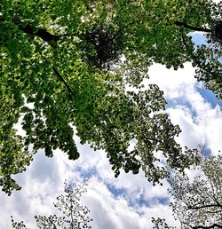 Low angle view of tree against sky