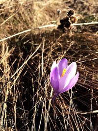 Close-up of purple crocus growing in field