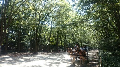 People relaxing on tree trunk