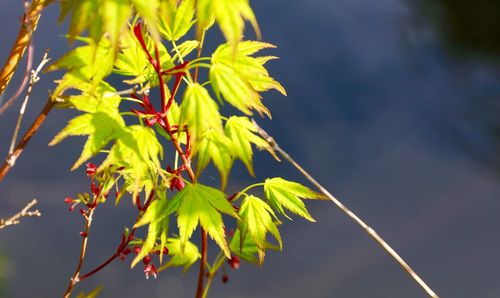 Close-up of plant